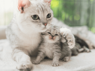 accouplement du chat